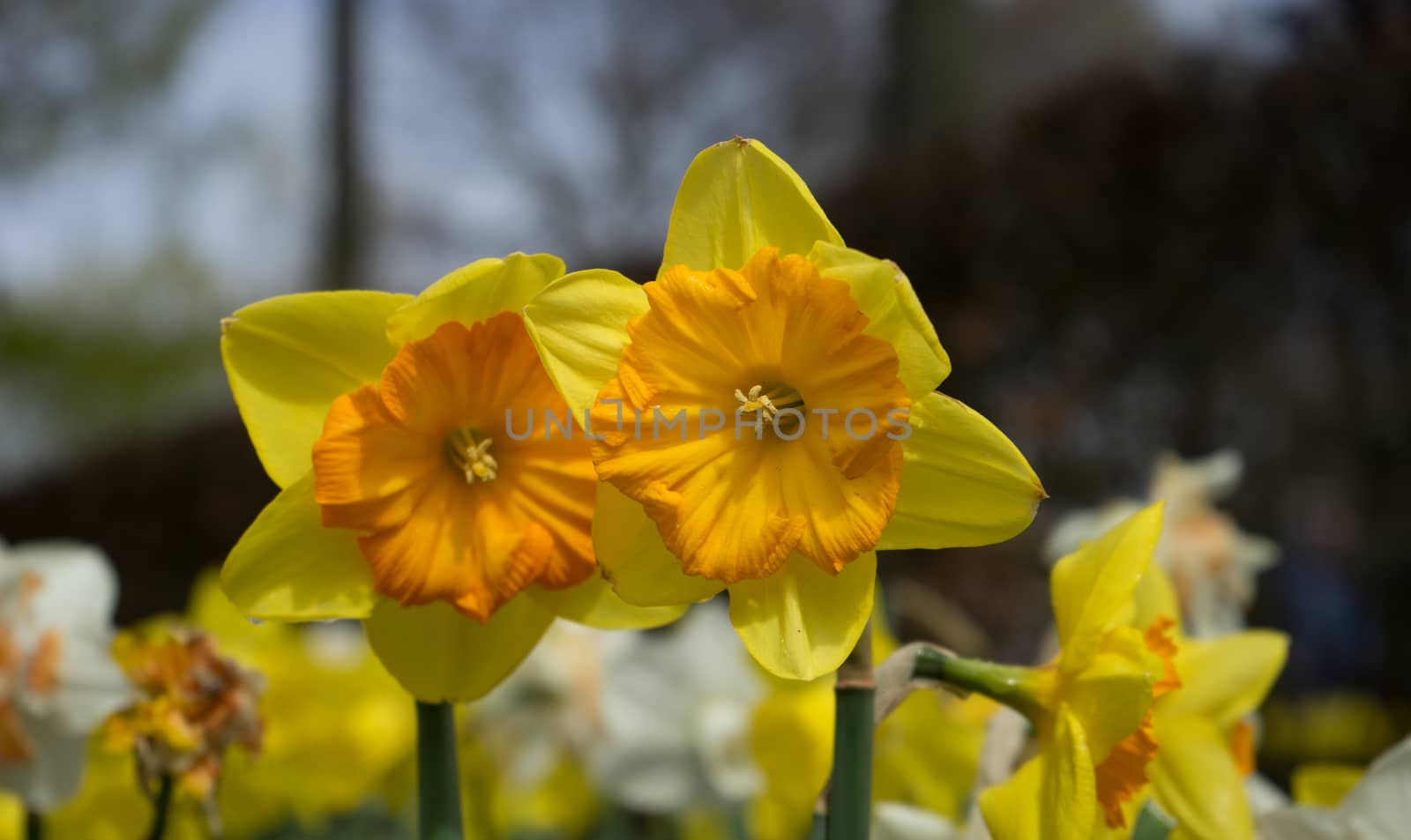 Colourful tulip flowers with beautiful background on a bright sunny day by ramana16