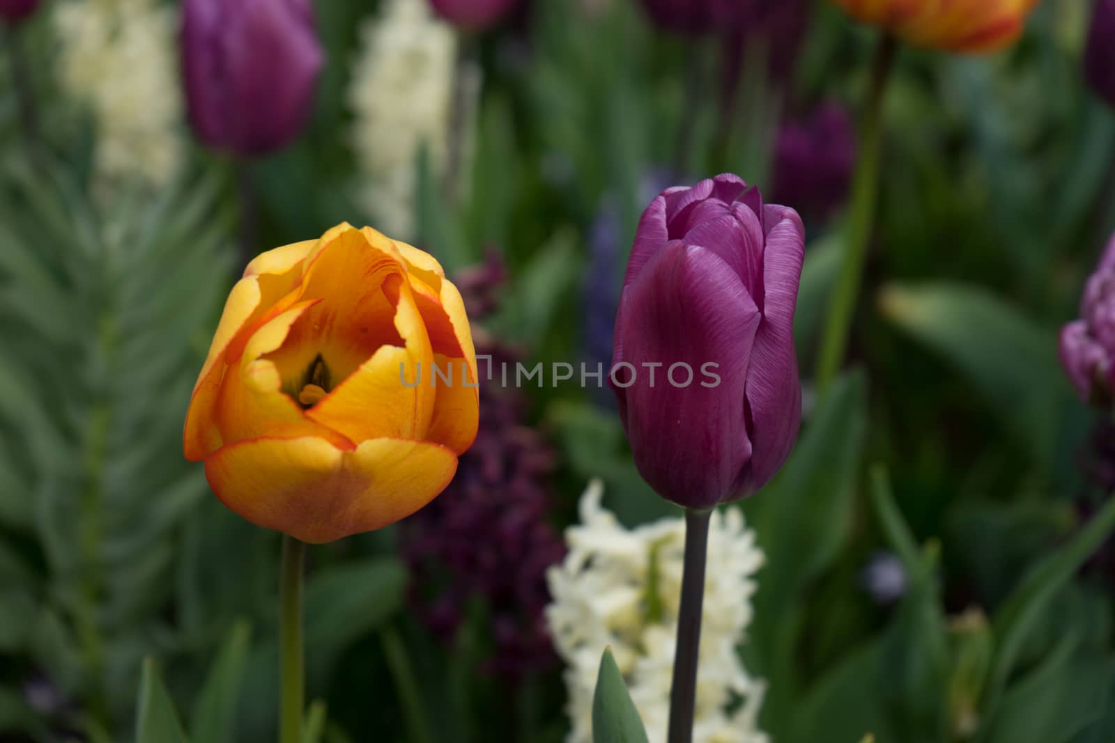 Beautiful colourful tulip flowers with beautiful background on a spring day