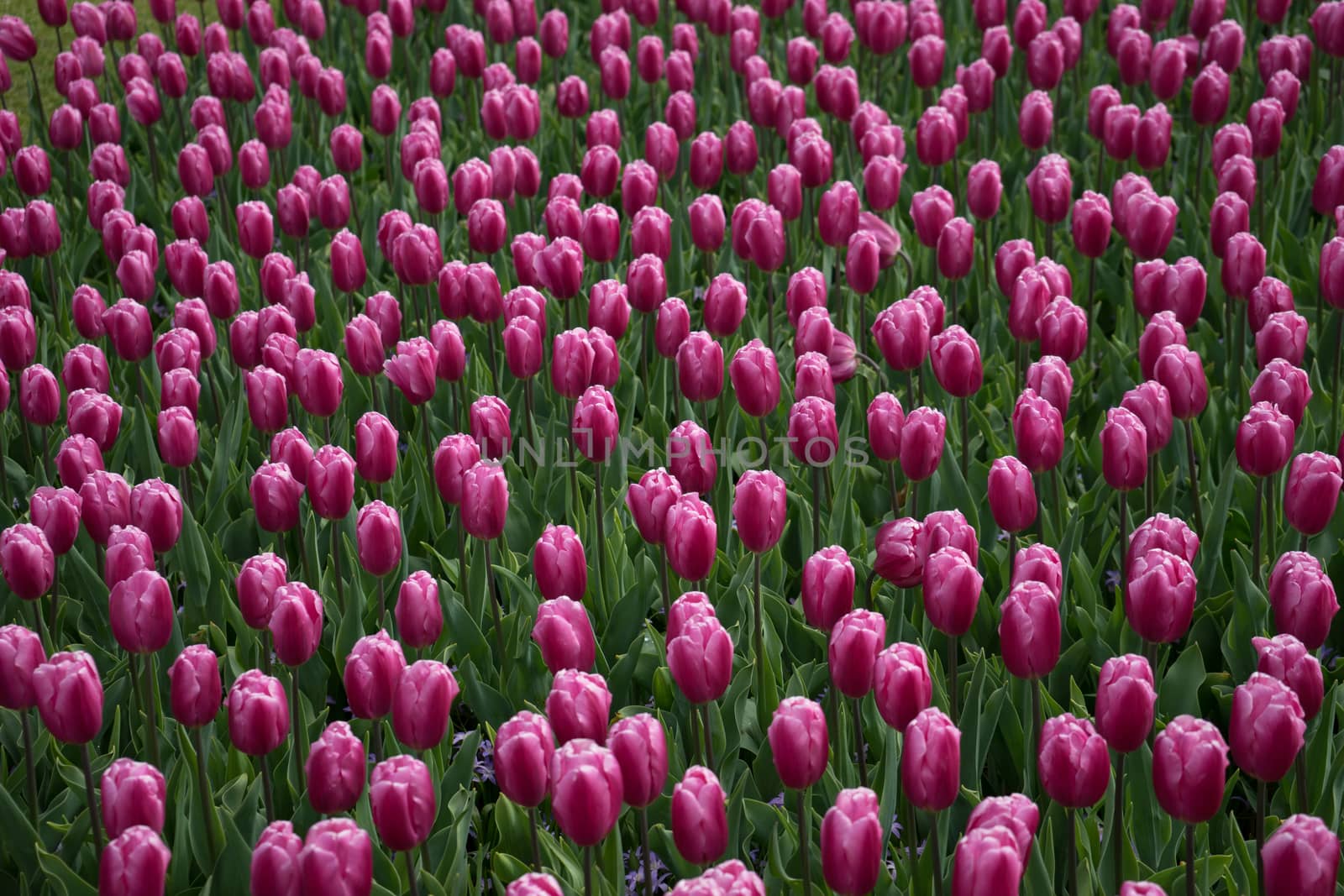 Beautiful colourful tulip flowers with beautiful background on a spring day