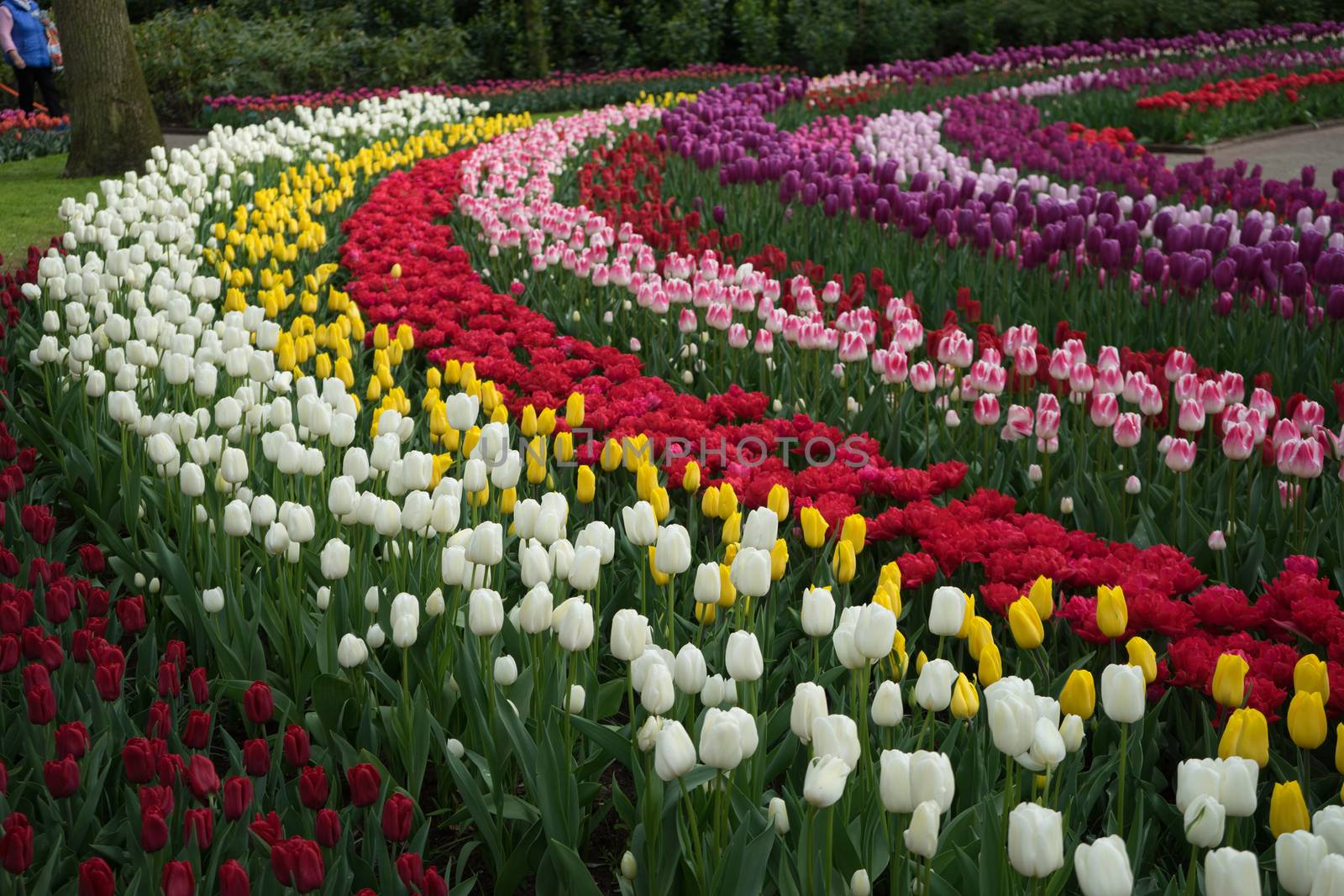 Beautiful colourful tulip flowers with beautiful background on a spring day