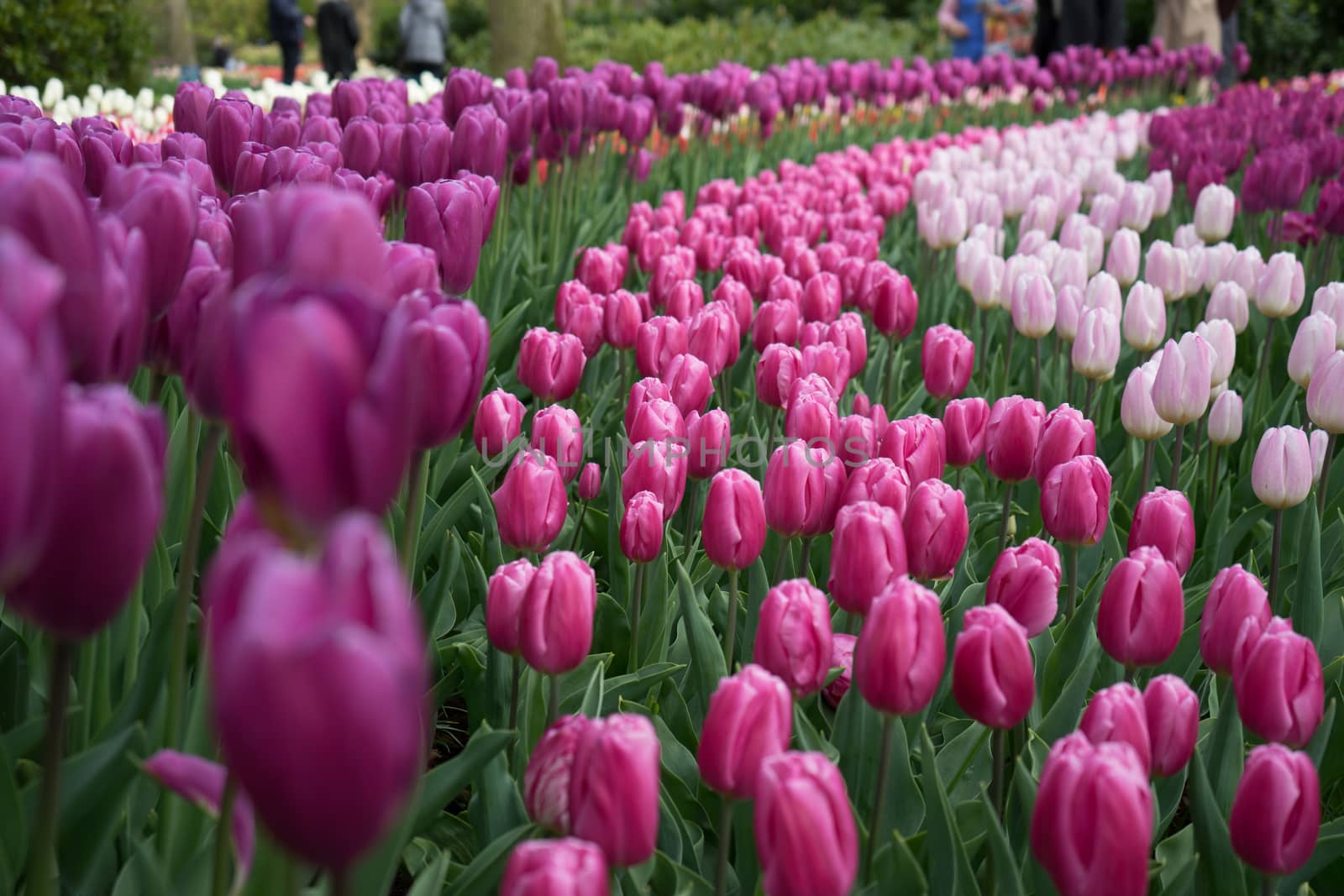 Beautiful colourful tulip flowers with beautiful background on a spring day