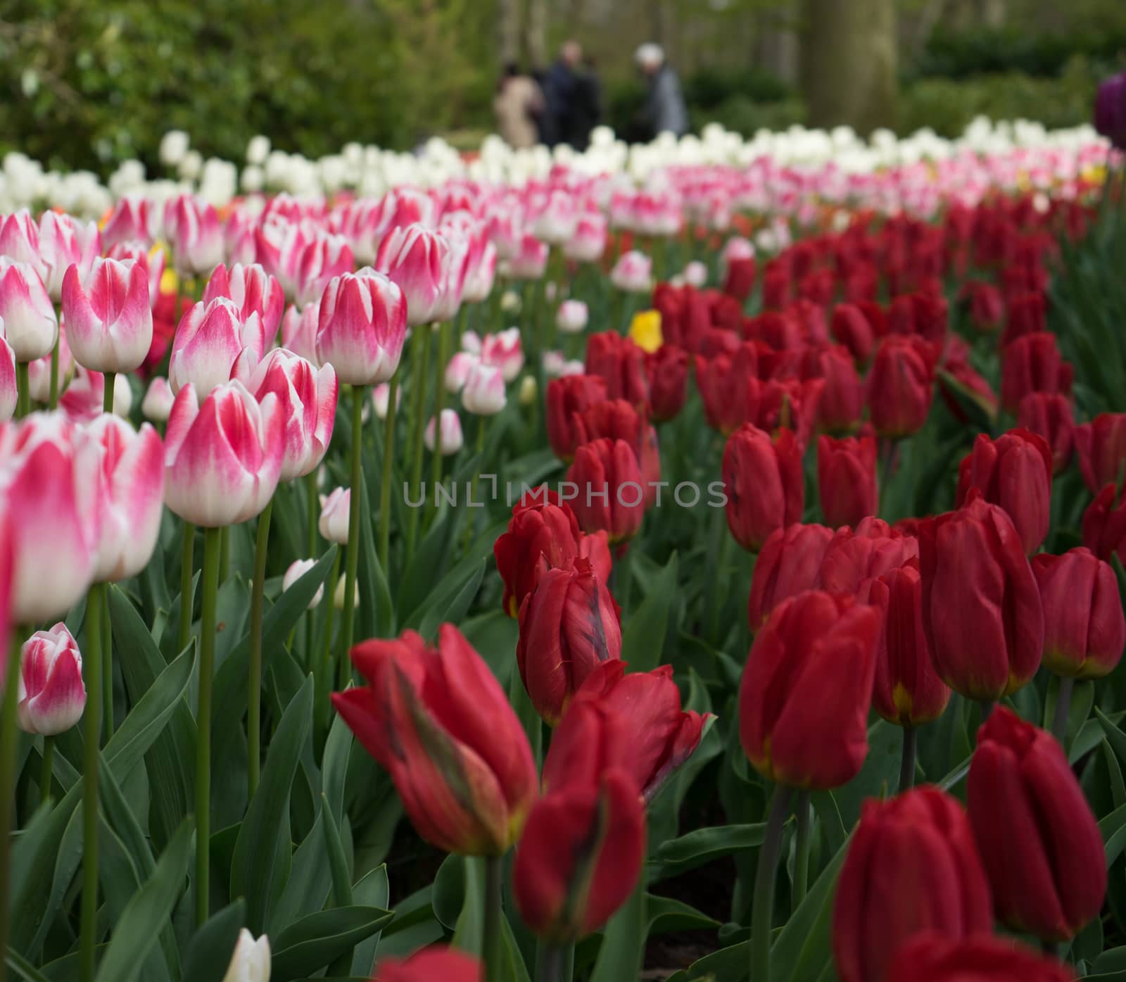 Colourful tulip flowers with beautiful background on a bright sunny day by ramana16