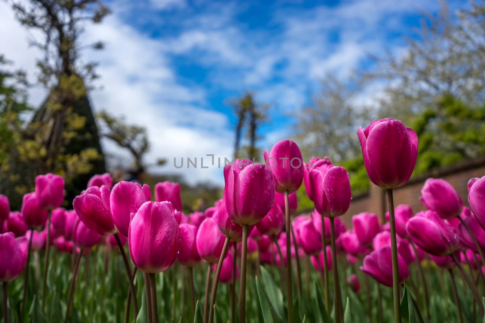 Beautiful colourful tulip flowers with beautiful background on a spring day