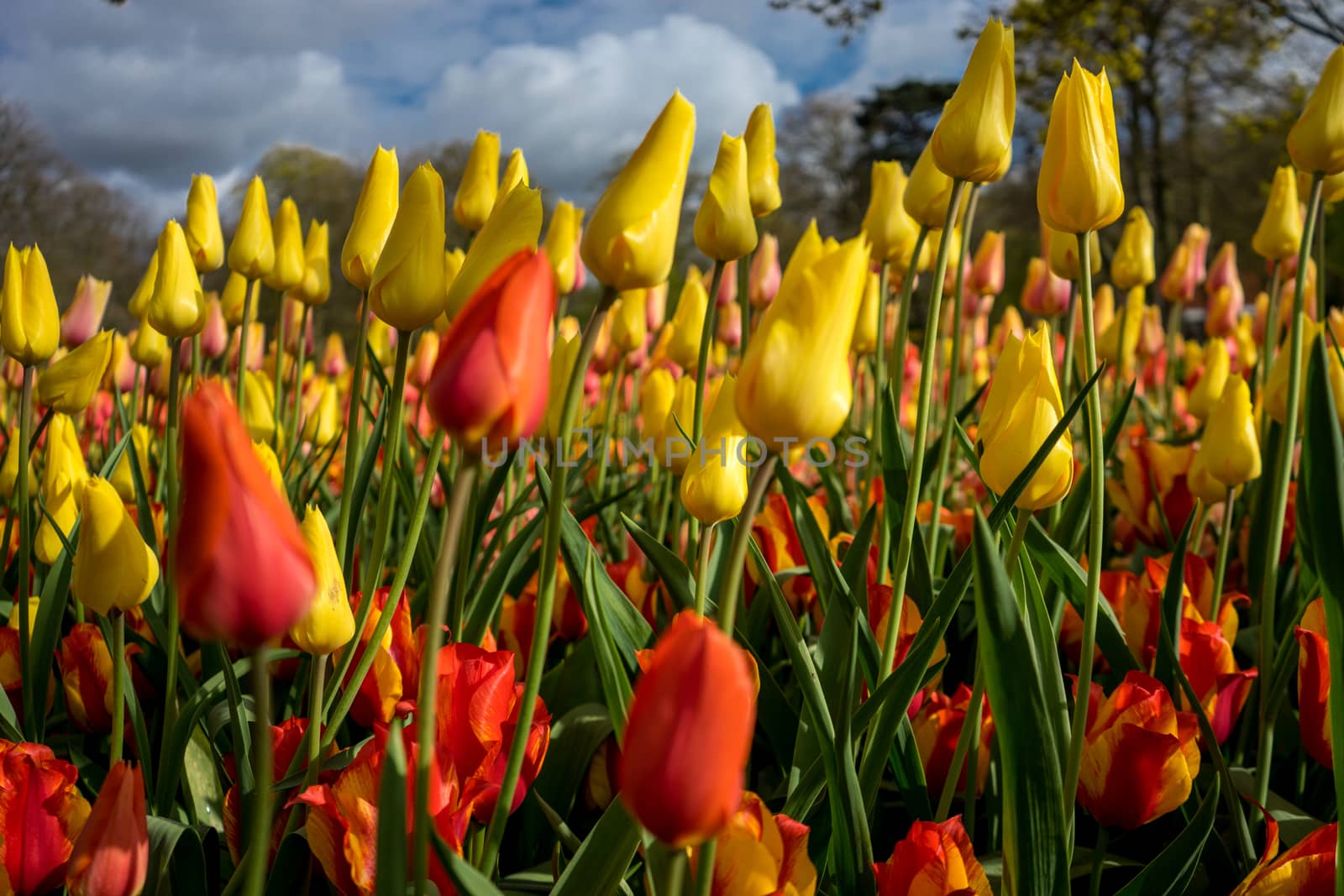 Beautiful colourful tulip flowers with beautiful background on a spring day