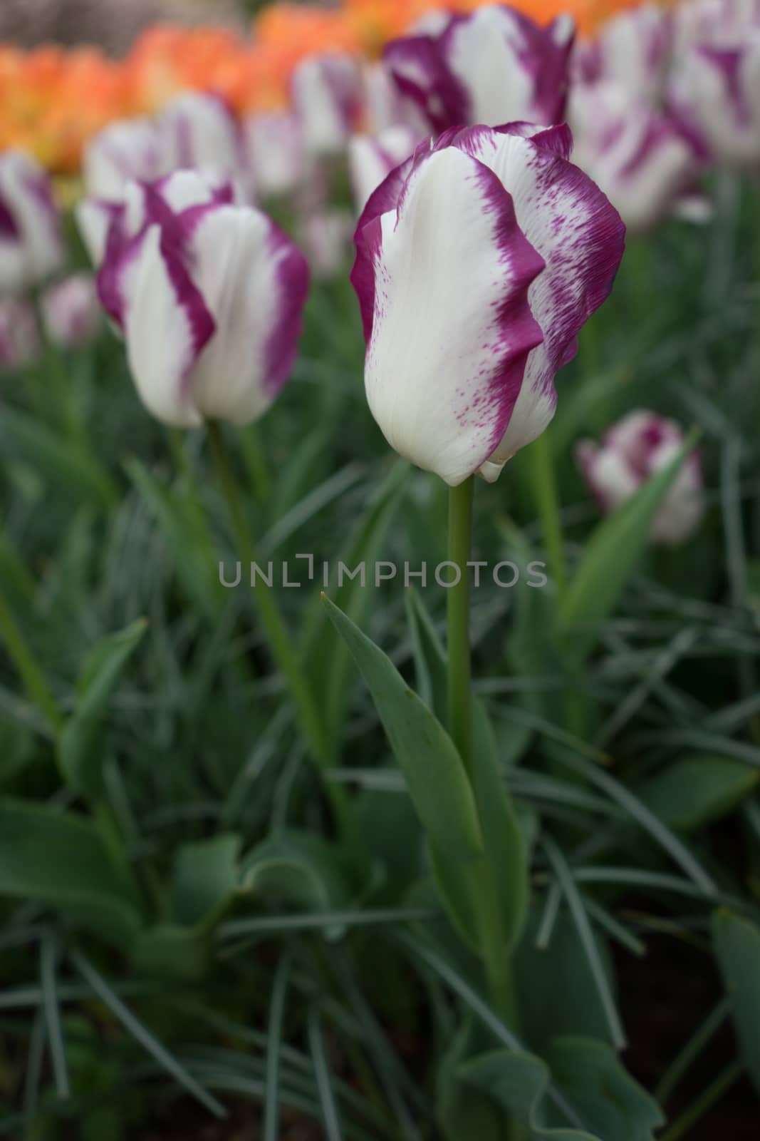 Beautiful colourful tulip flowers with beautiful background on a spring day