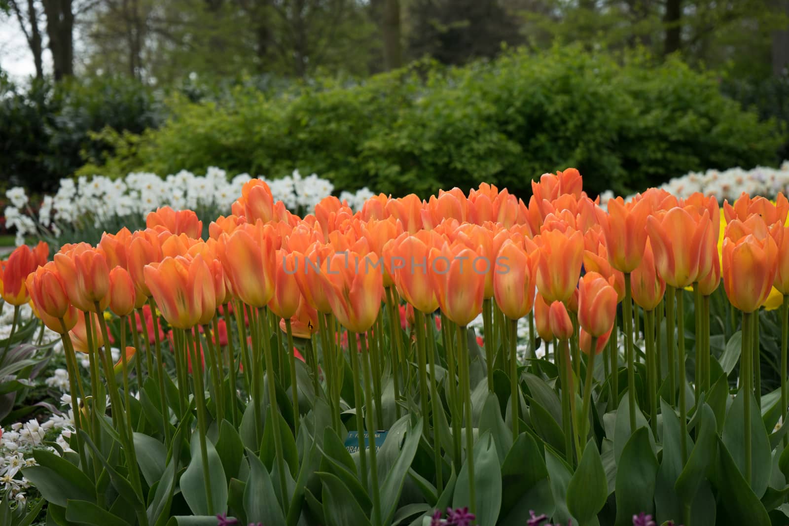 Beautiful colourful tulip flowers with beautiful background on a spring day