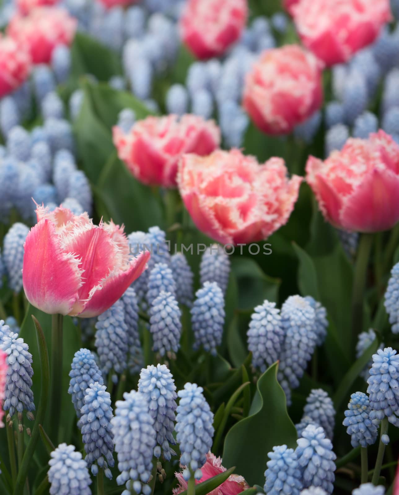 Beautiful colourful tulip flowers with beautiful background on a spring day