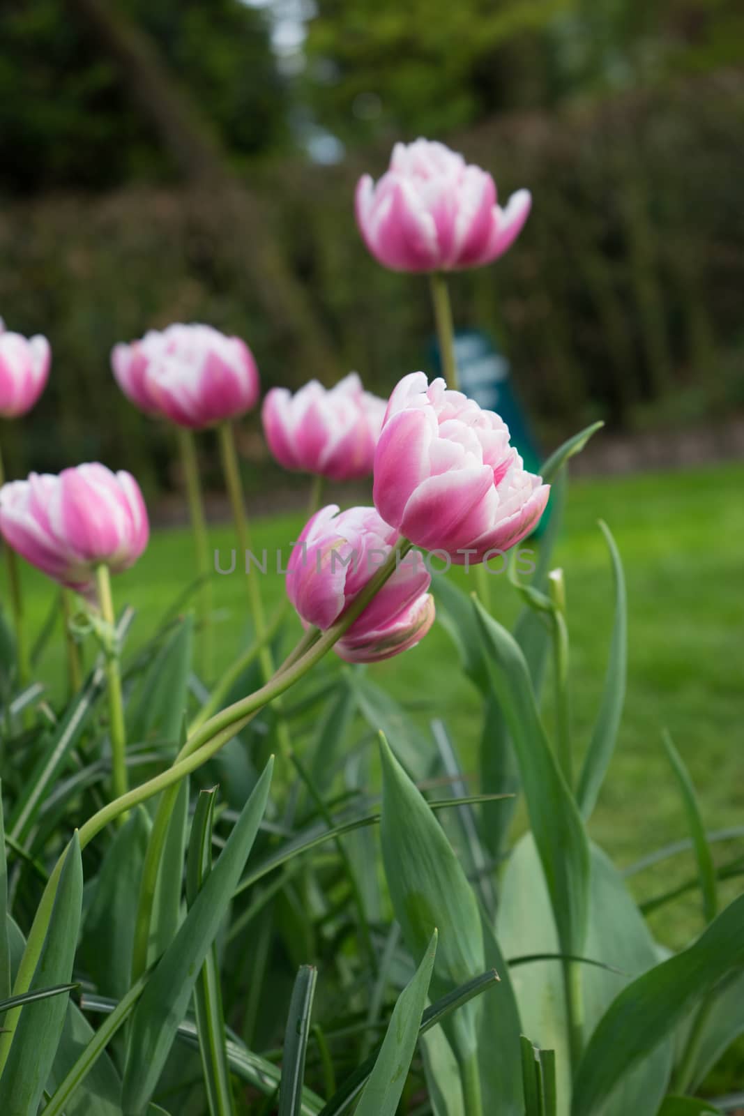 Beautiful colourful tulip flowers with beautiful background on a spring day