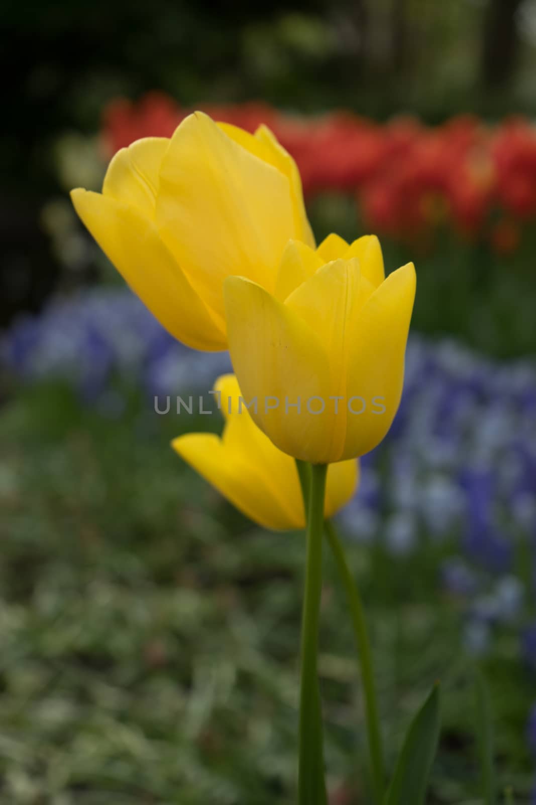 Colourful tulip flowers with beautiful background on a bright sunny day by ramana16