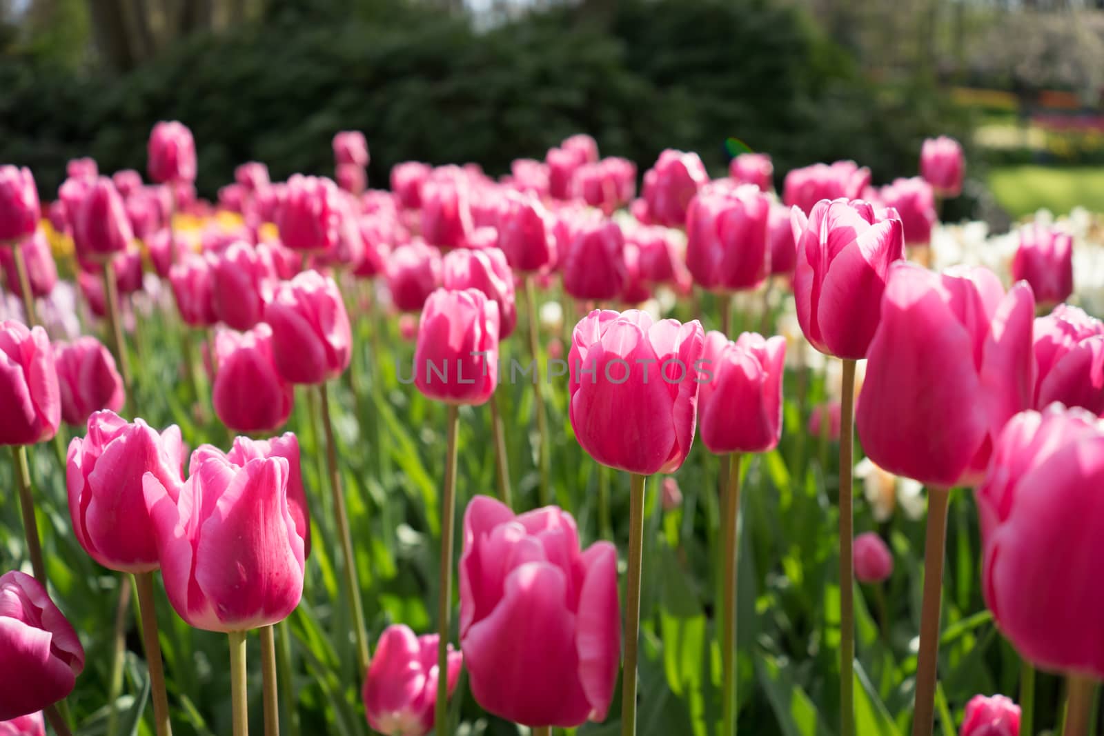 Colourful tulip flowers with beautiful background on a bright sunny day by ramana16