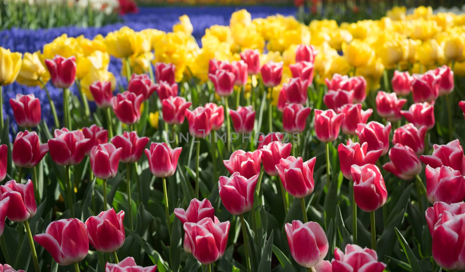 Colourful tulip flowers with beautiful background on a bright sunny day by ramana16