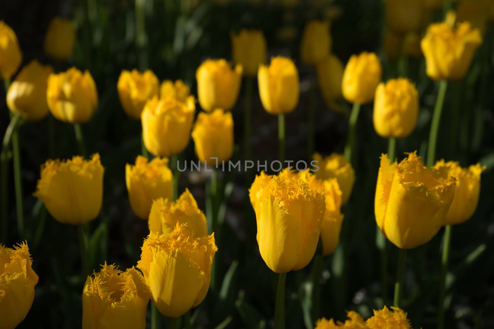 Colourful tulip flowers with beautiful background on a bright sunny day by ramana16