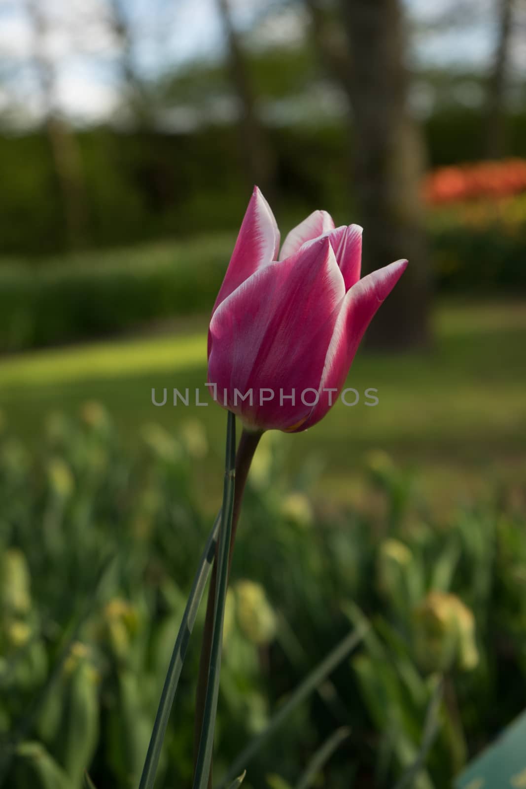 Beautiful colourful tulip flowers with beautiful background on a spring day