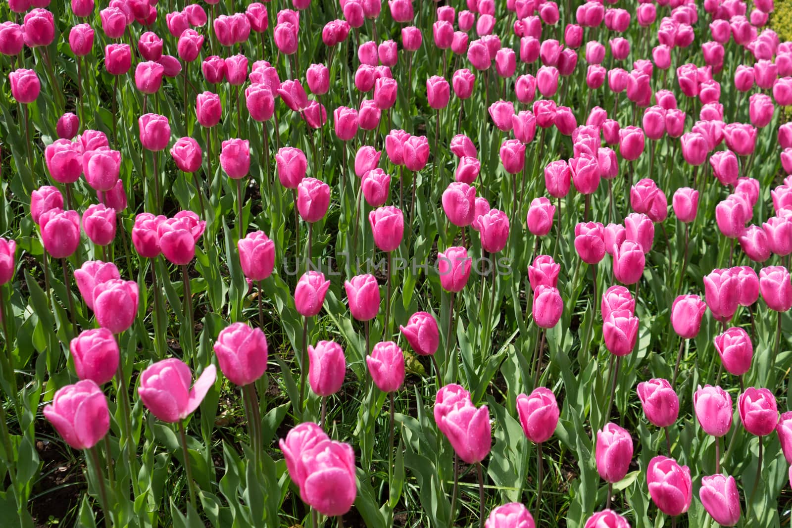 Colourful tulip flowers with beautiful background on a bright sunny day by ramana16