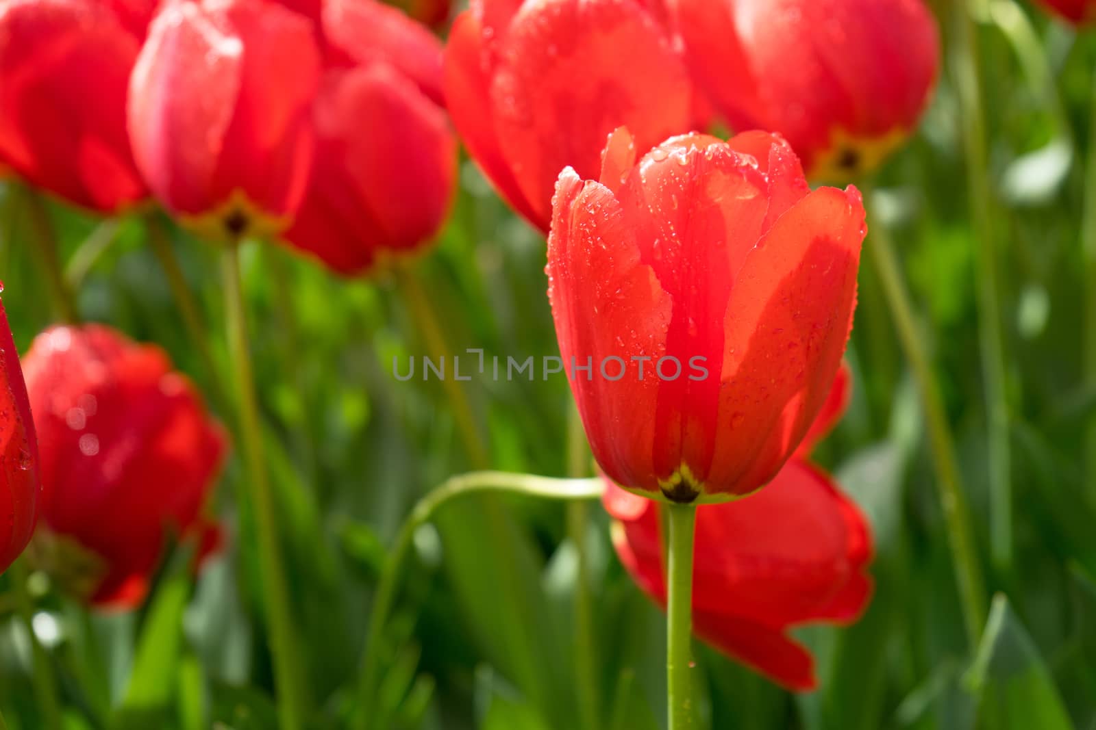 Colourful tulip flowers with beautiful background on a bright sunny day by ramana16