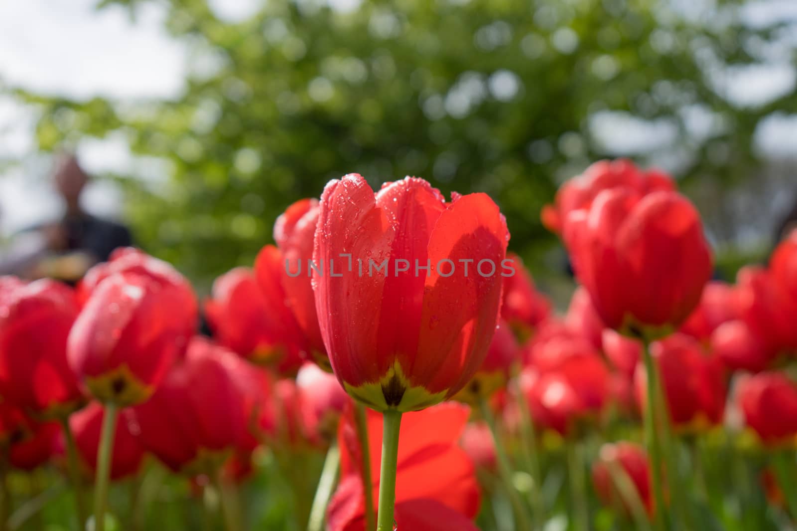 Colourful tulip flowers with beautiful background on a bright sunny day by ramana16