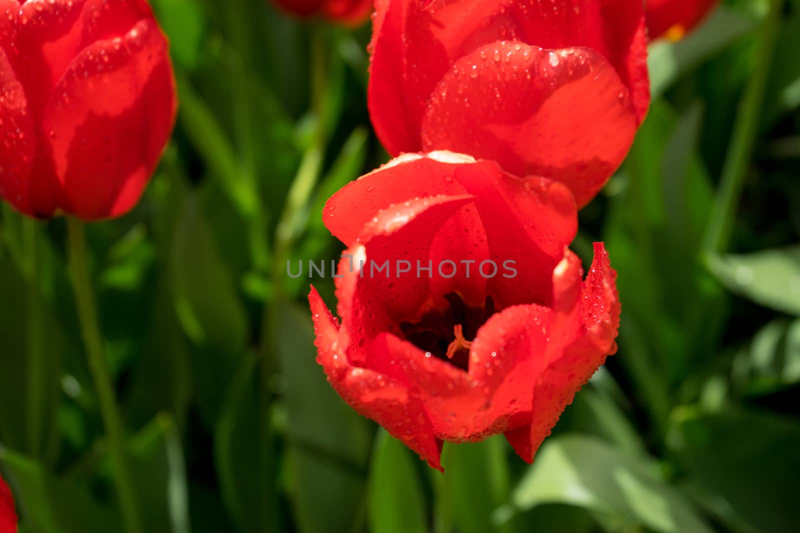 Beautiful colourful tulip flowers with beautiful background on a spring day