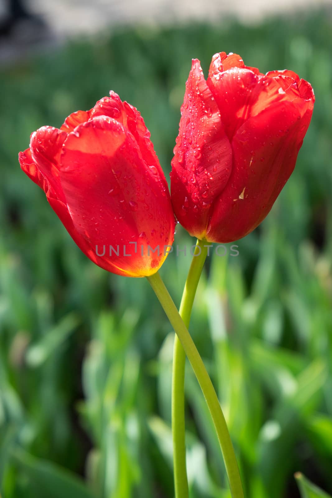 Colourful tulip flowers with beautiful background on a bright sunny day by ramana16