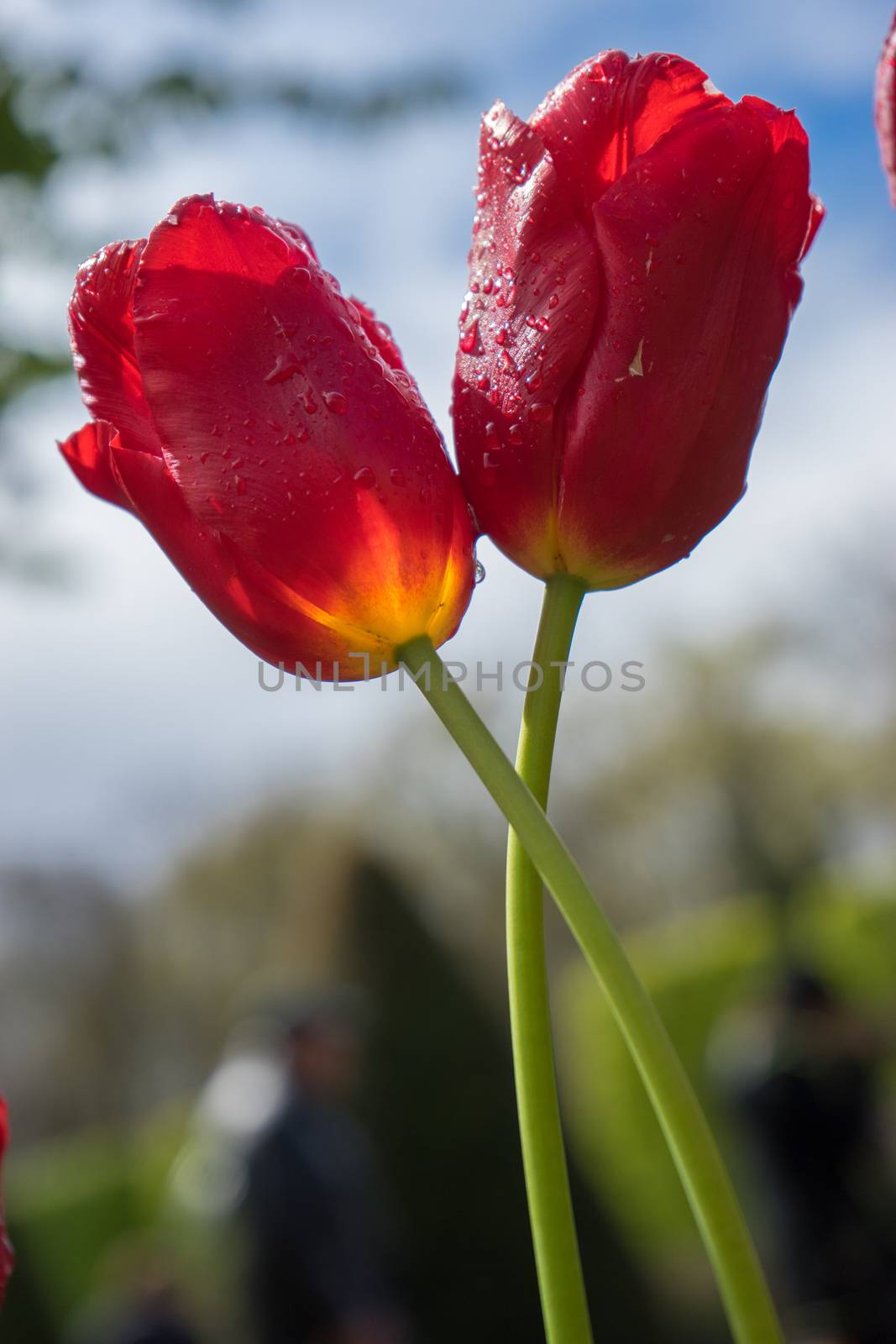 Beautiful colourful tulip flowers with beautiful background on a spring day