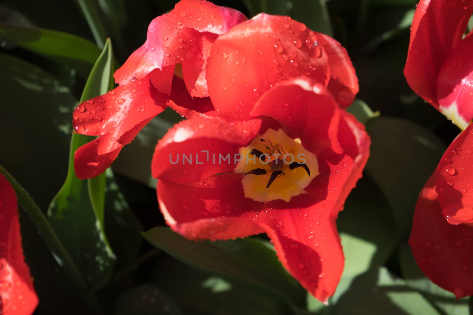 Beautiful colourful tulip flowers with beautiful background on a spring day