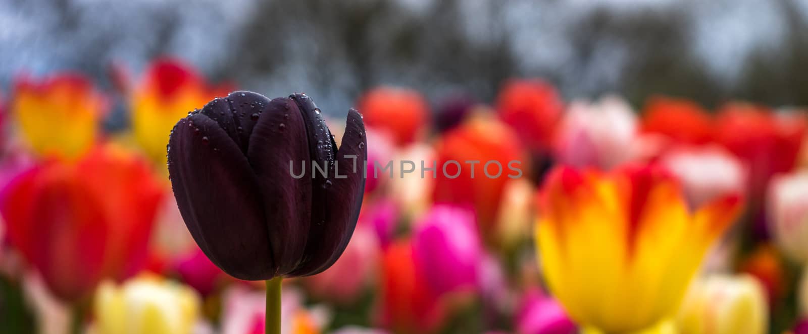 Colourful tulip flowers with beautiful background on a bright sunny day, tulip couple by ramana16