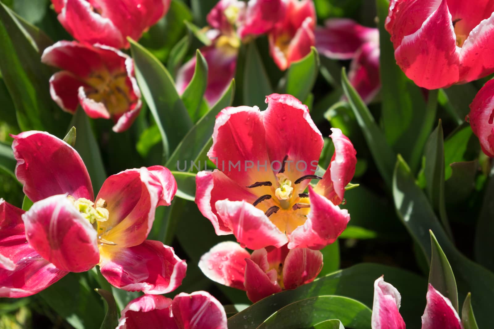 Beautiful colourful tulip flowers with beautiful background on a spring day