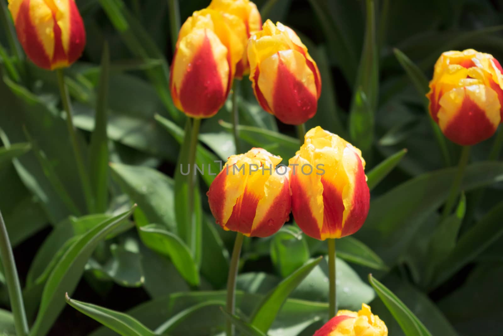 Colourful tulip flowers with beautiful background on a bright sunny day, tulip couple by ramana16