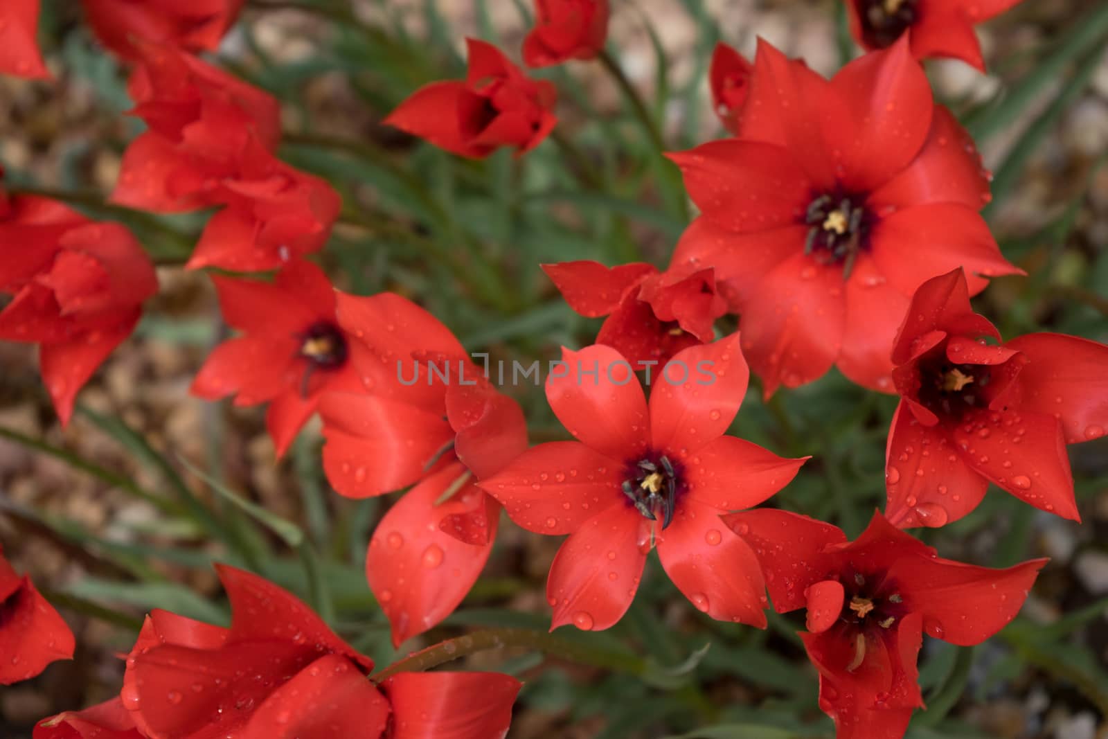 Colourful tulip flowers with beautiful background on a bright sunny day, tulip couple by ramana16