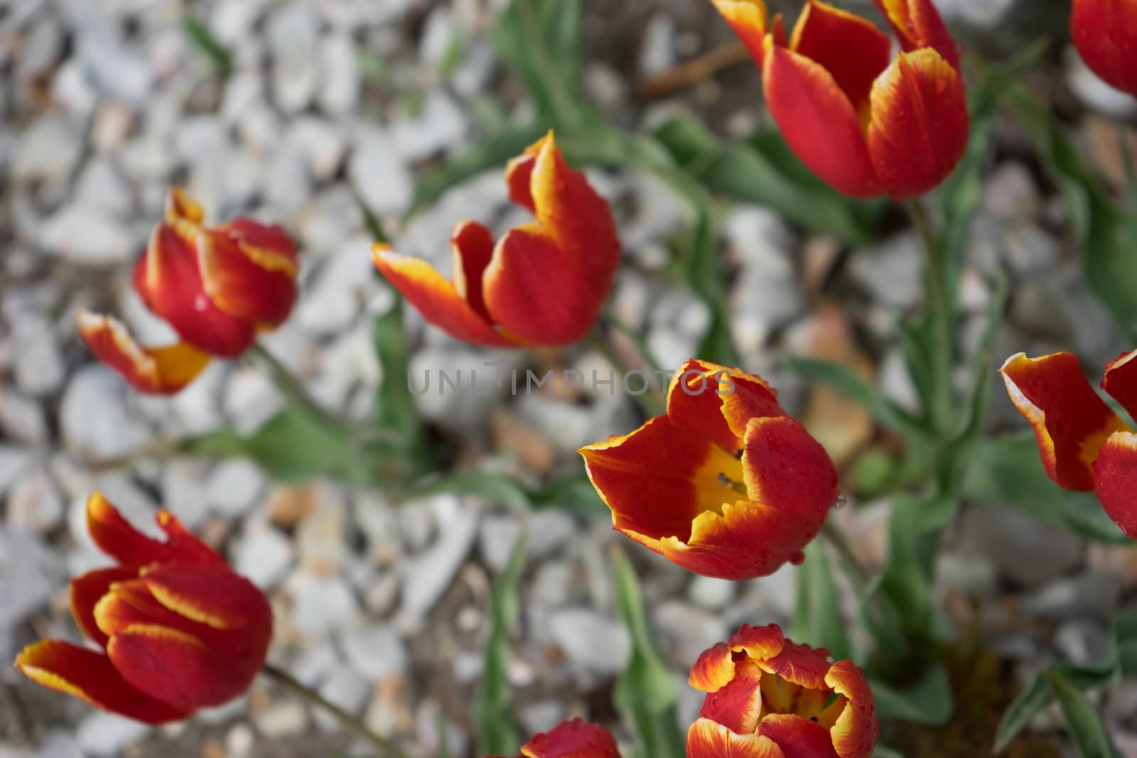 Colourful tulip flowers with beautiful background on a bright sunny day, tulip couple by ramana16