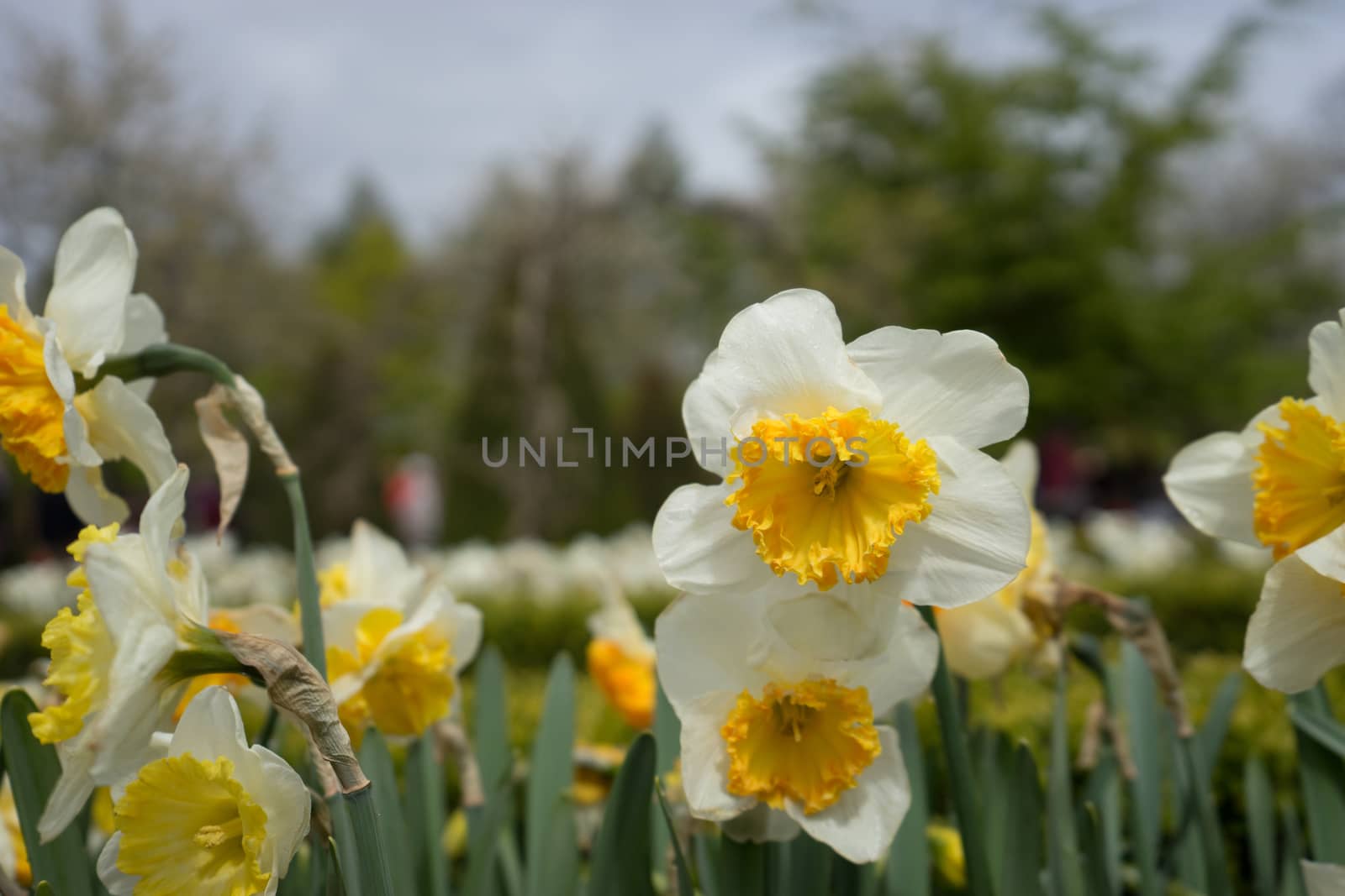 Beautiful colourful tulip flowers with beautiful background on a spring day