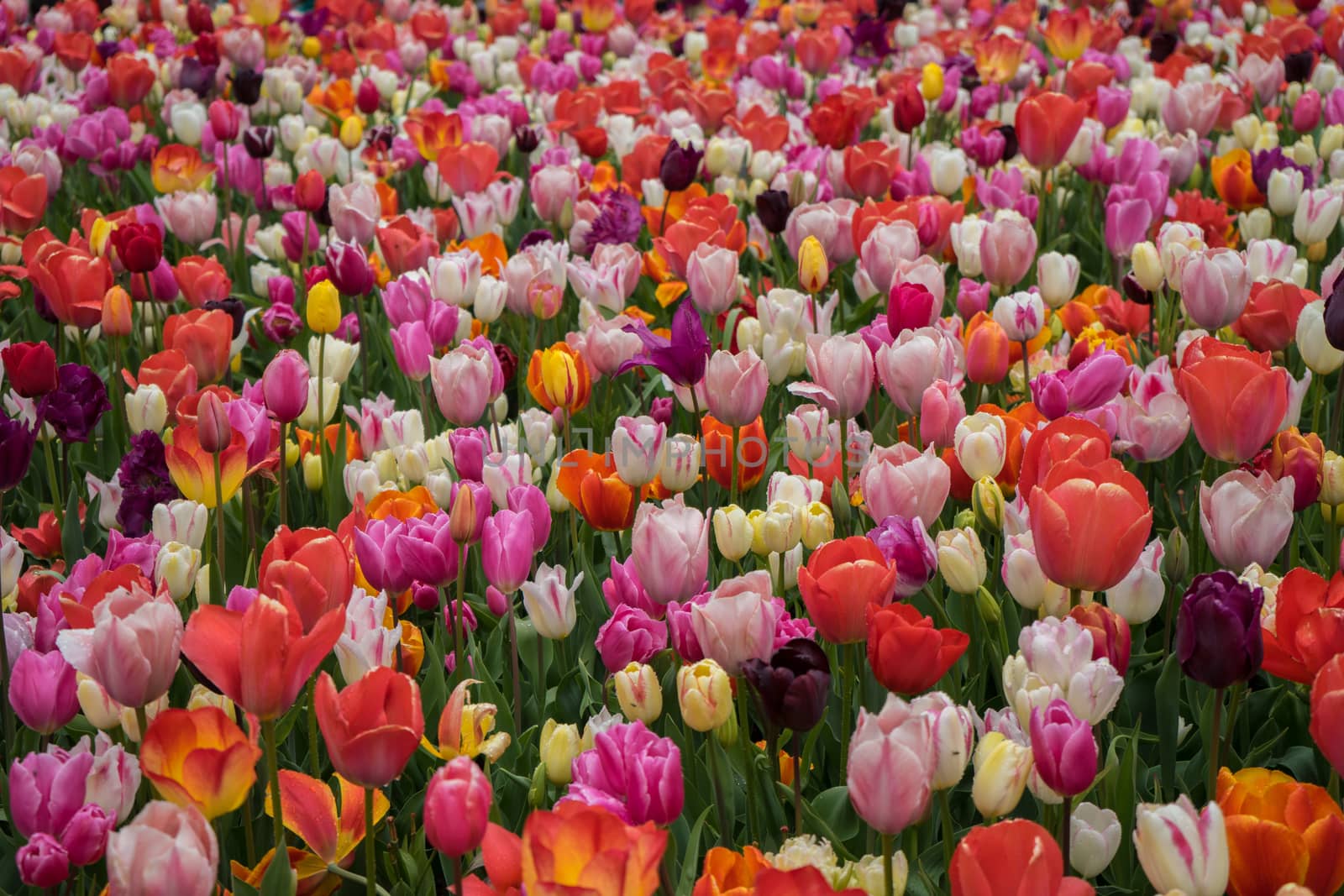 Beautiful colourful tulip flowers with beautiful background on a spring day