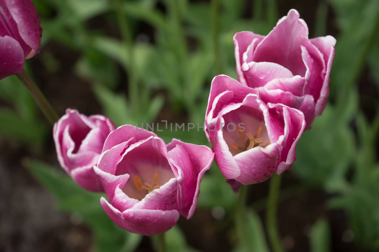 Colourful tulip flowers with beautiful background on a bright sunny day, tulip couple by ramana16