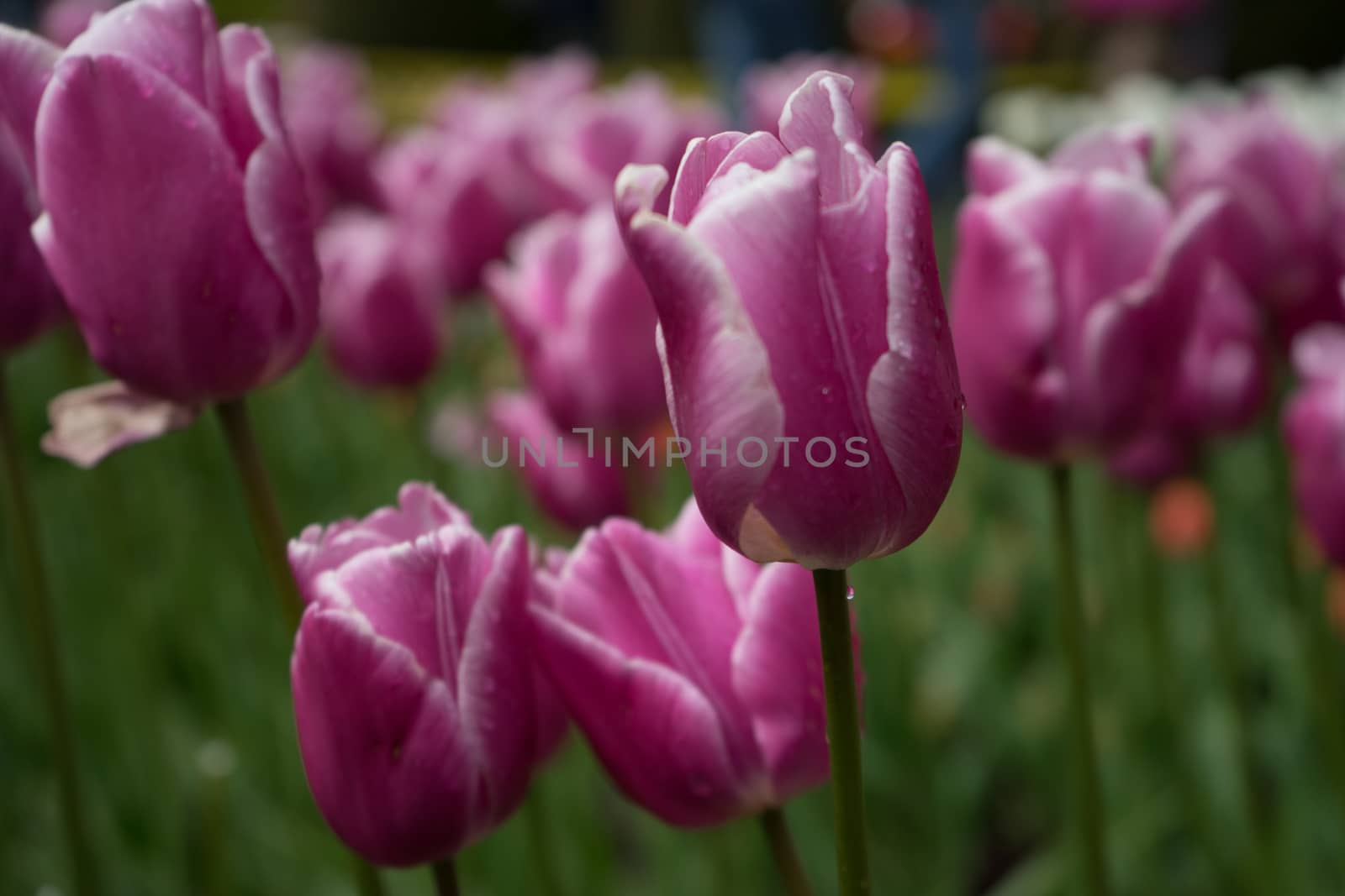 Colourful tulip flowers with beautiful background on a bright sunny day, tulip couple by ramana16