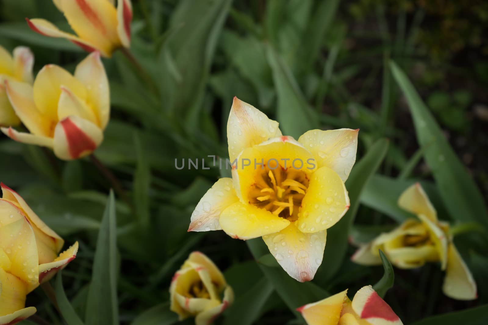 Beautiful colourful tulip flowers with beautiful background on a spring day