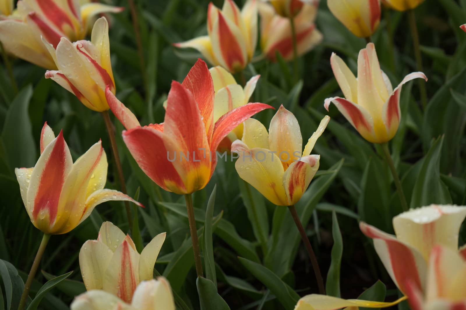 Beautiful colourful tulip flowers with beautiful background on a spring day