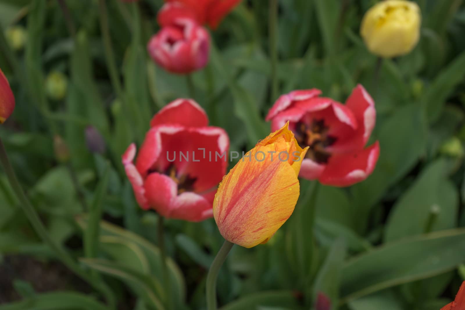 Beautiful colourful tulip flowers with beautiful background on a spring day