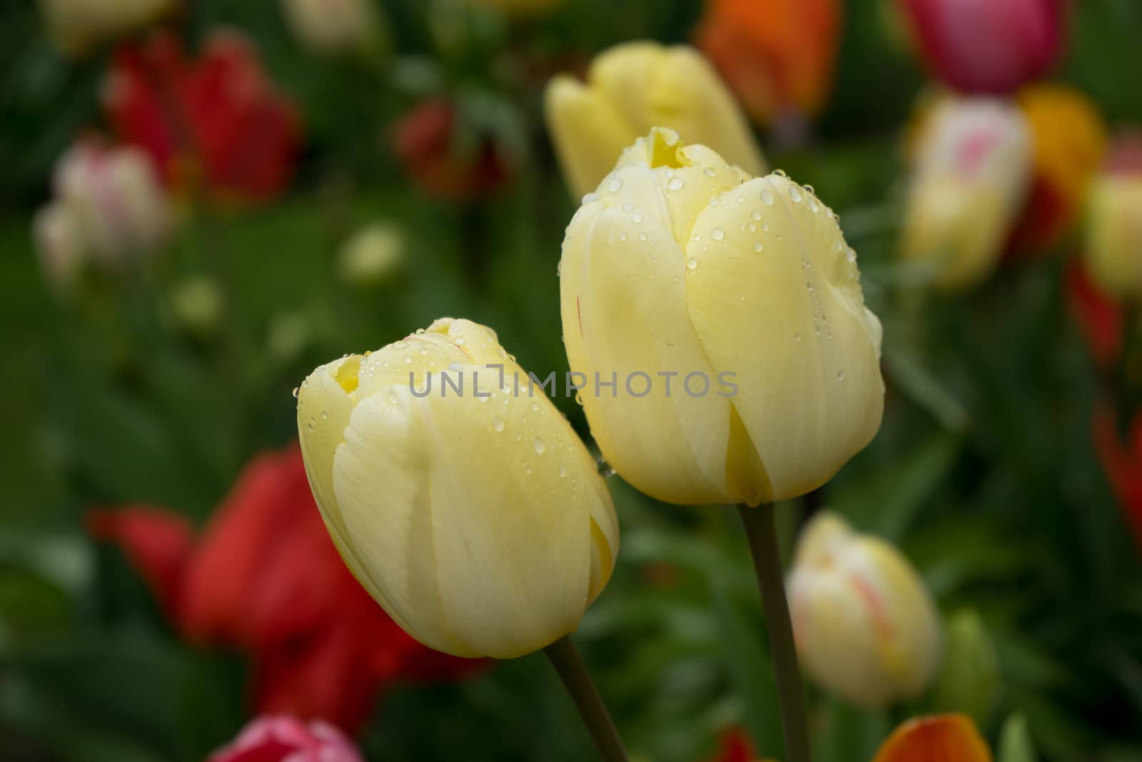 Colourful tulip flowers with beautiful background on a bright sunny day, tulip couple by ramana16