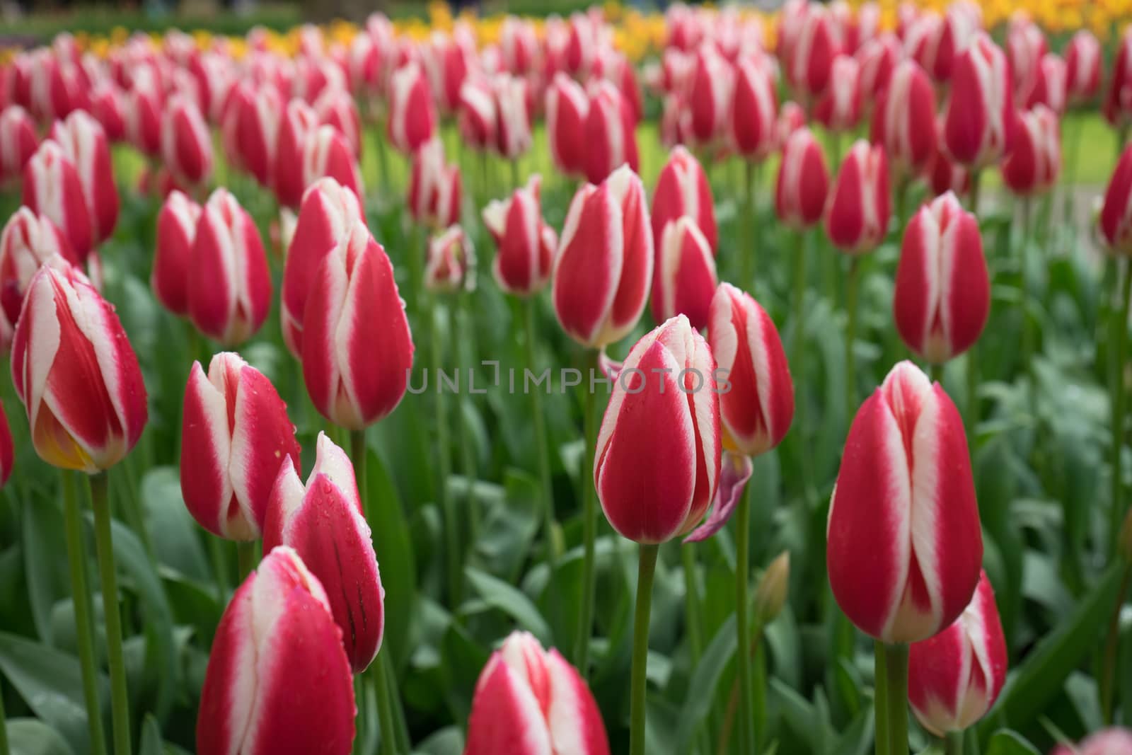 Beautiful colourful tulip flowers with beautiful background on a spring day