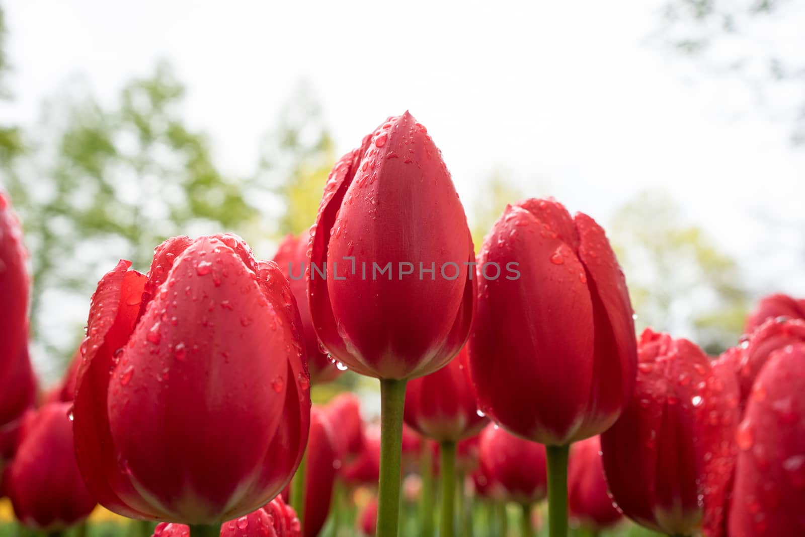 Beautiful colourful tulip flowers with beautiful background on a spring day