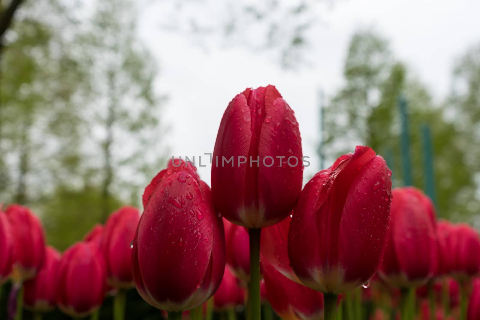 Colourful tulip flowers with beautiful background on a bright sunny day, tulip couple by ramana16