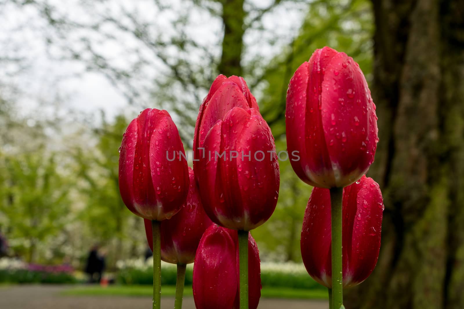 Colourful tulip flowers with beautiful background on a bright sunny day, tulip couple by ramana16