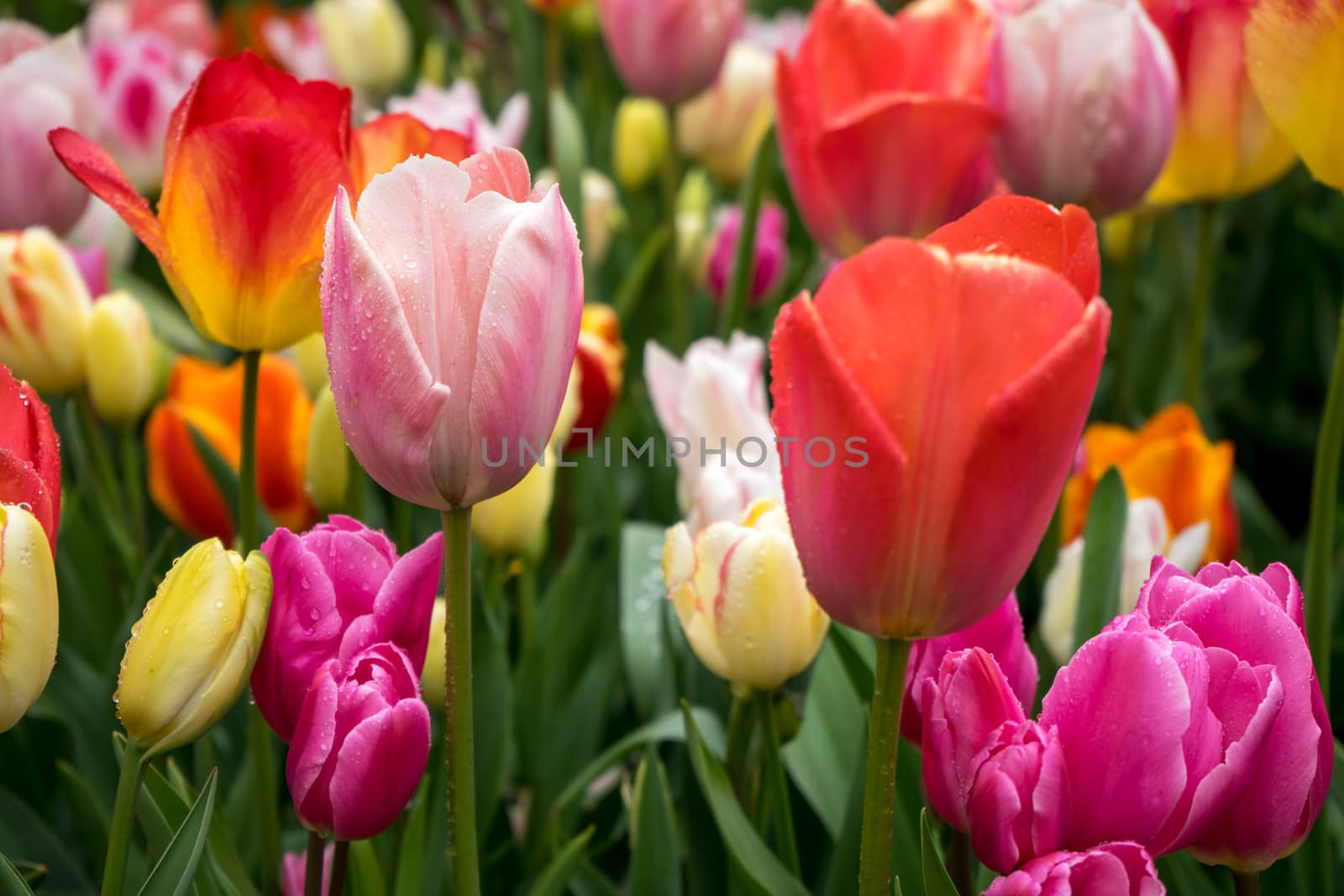 Beautiful colourful tulip flowers with beautiful background on a spring day