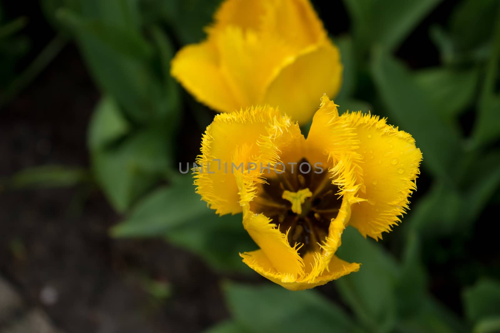 Colourful tulip flowers with beautiful background on a bright sunny day, tulip couple by ramana16