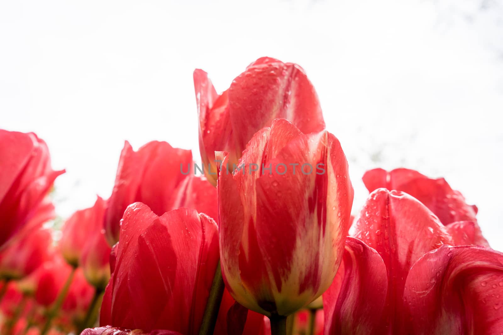 Beautiful colourful tulip flowers with beautiful background on a spring day