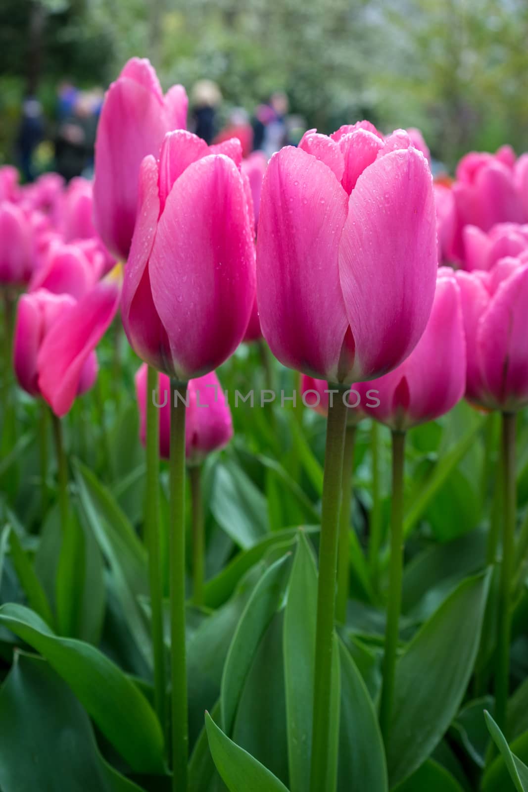 Beautiful colourful tulip flowers with beautiful background on a spring day