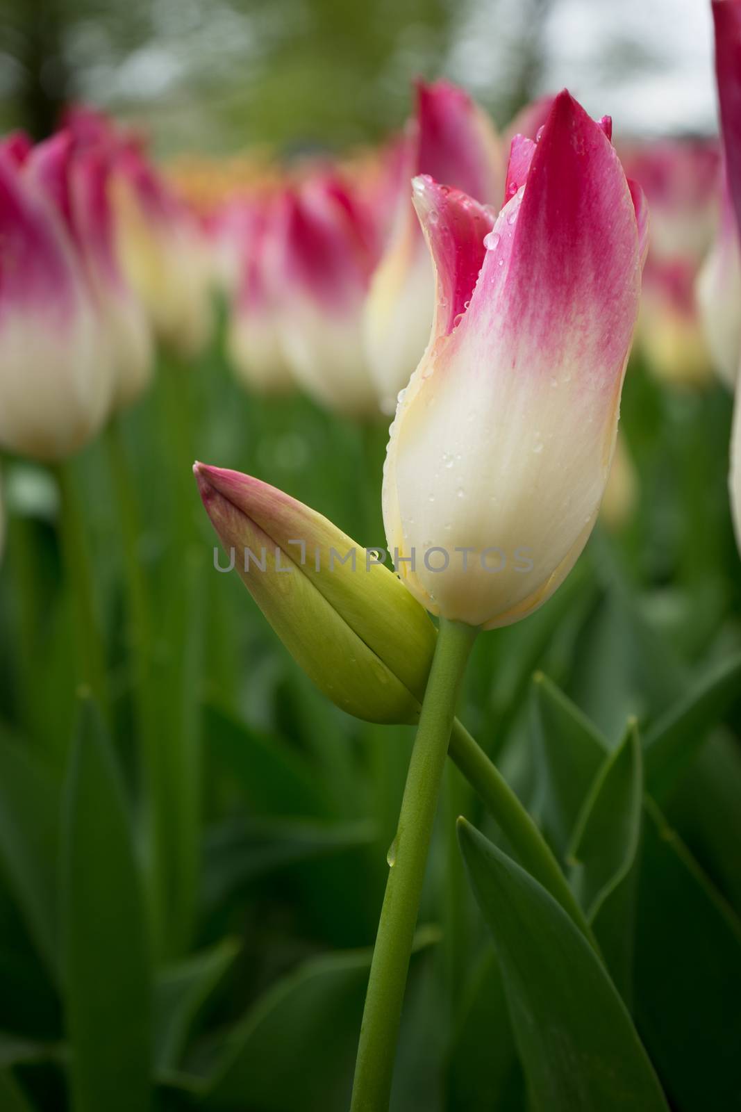 Beautiful colourful tulip flowers with beautiful background on a spring day