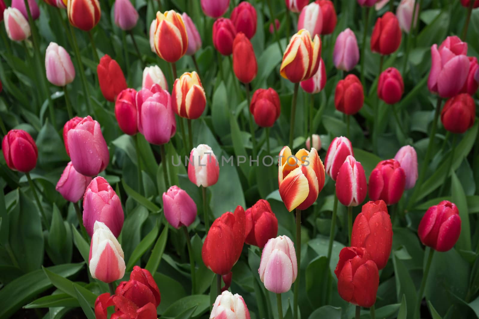 Beautiful colourful tulip flowers with beautiful background on a spring day