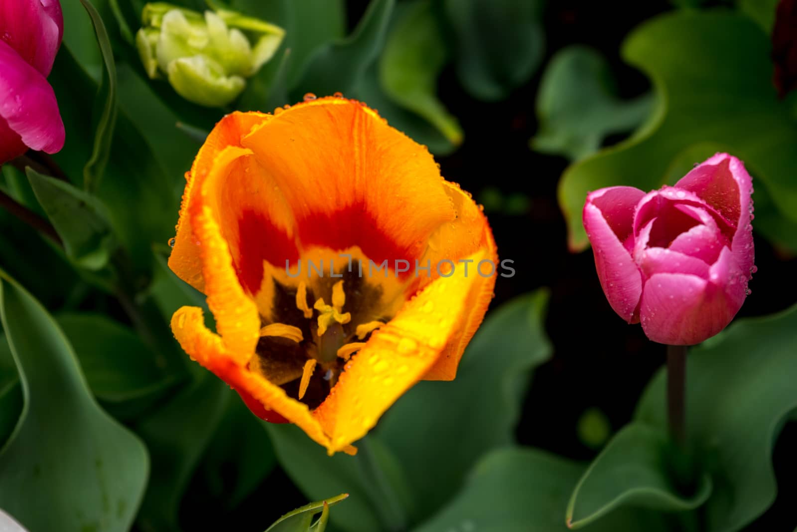Beautiful colourful tulip flowers with beautiful background on a spring day