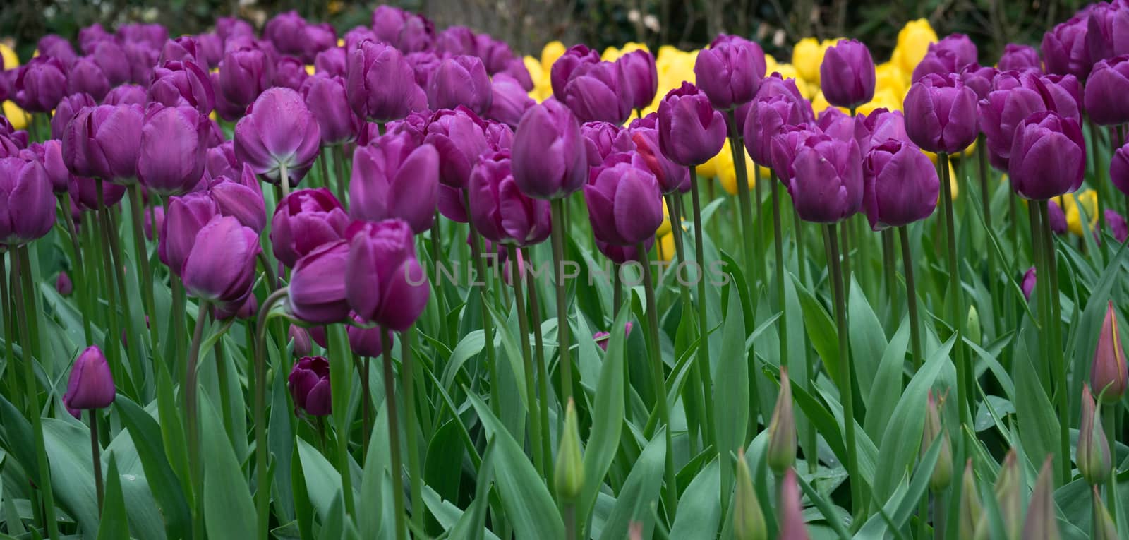 Beautiful colourful tulip flowers with beautiful background on a spring day