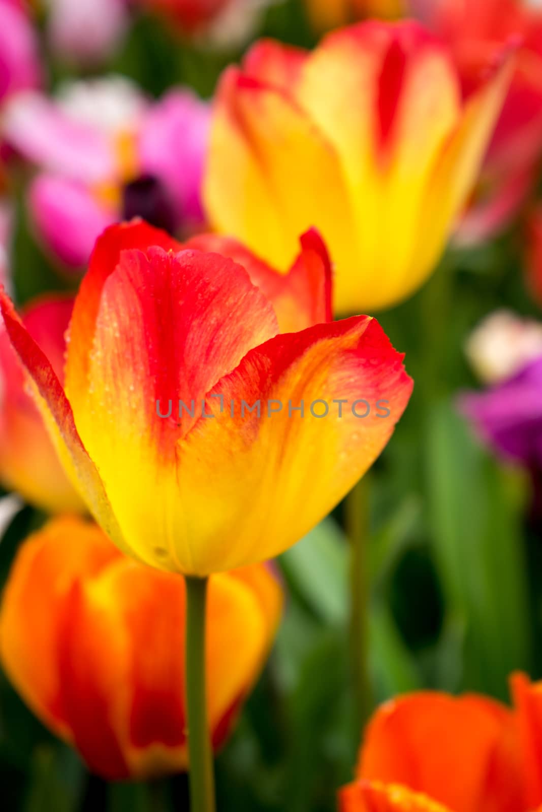 Beautiful colourful tulip flowers with beautiful background on a spring day